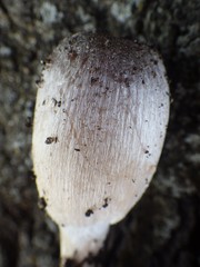 Coprinellus flocculosus
