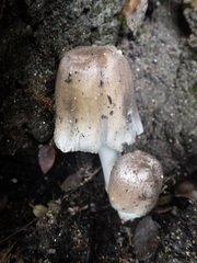 Coprinellus flocculosus
