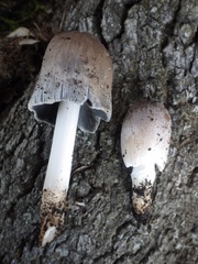 Coprinellus flocculosus