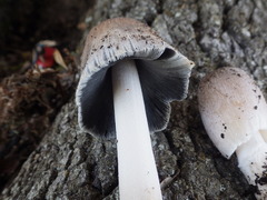 Coprinellus flocculosus