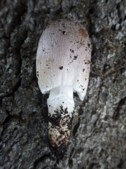 Coprinellus flocculosus