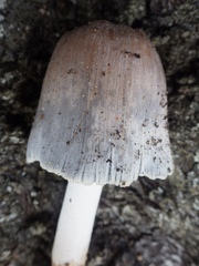 Coprinellus flocculosus
