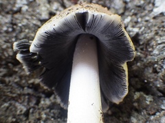 Coprinellus flocculosus