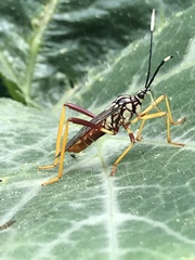 Holhymenia histrio
