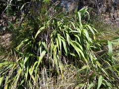 Woodworthia maculata