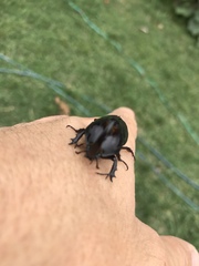 Diloboderus abderus