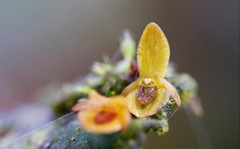 Pleurothallis cordata