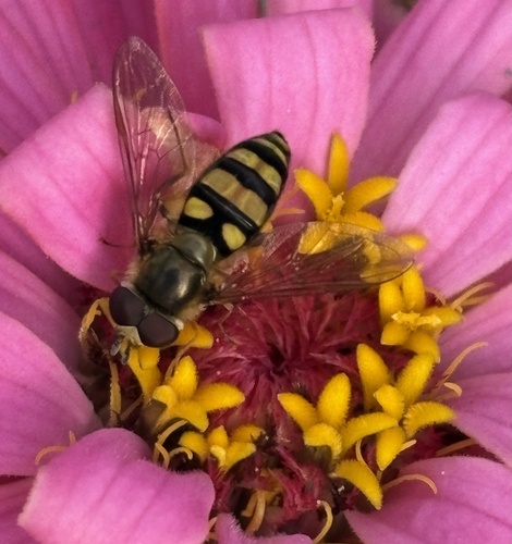 Unknown species found near N Toussaint-Portage Rd, Oak Harbor, OH, US