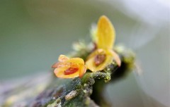 Pleurothallis cordata