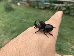 Diloboderus abderus