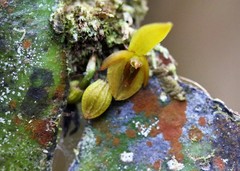 Pleurothallis cordata