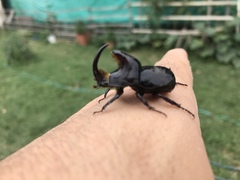 Diloboderus abderus