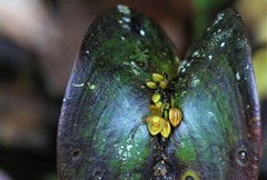 Pleurothallis cordata
