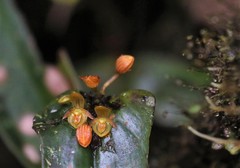 Pleurothallis cordata