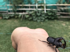 Diloboderus abderus