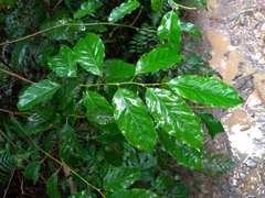 Itea parviflora