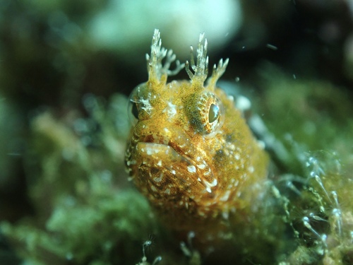 Twohorn blenny (Protemblemaria bicirrus) — Chaenopsidae — 4