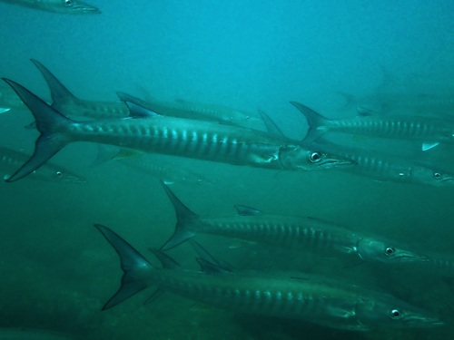 Mexicaanse barracuda (Sphyraena ensis) — Sphyraenidae — 4