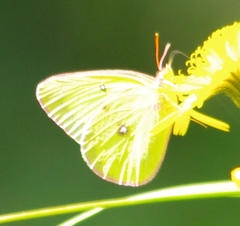 Colias interior