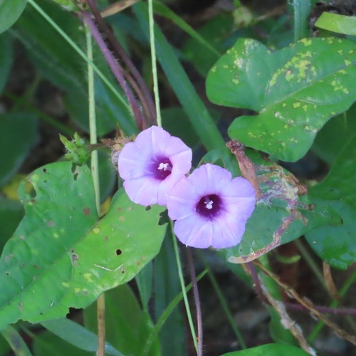 Campanilla (Ipomoea triloba)