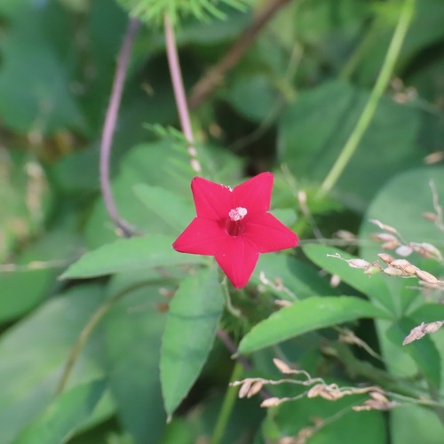 Cypress Vine (Ipomoea quamoclit)