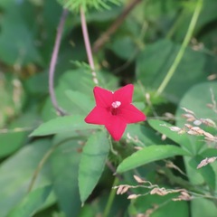 Cambustera