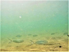 Caranx caballus