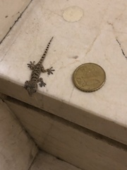 Tarentola mauritanica
