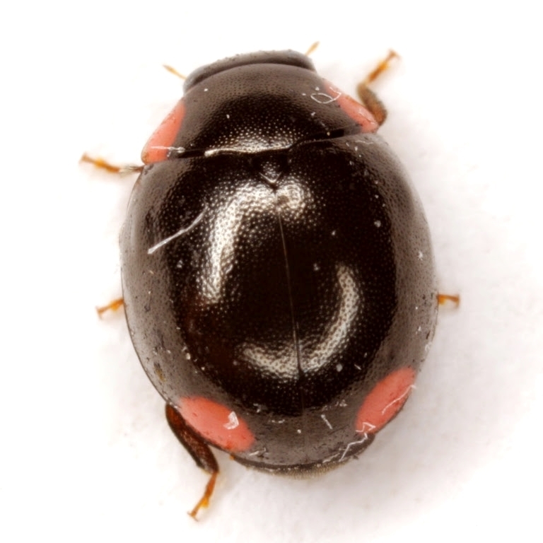 Bigeminate Sigil Lady Beetle