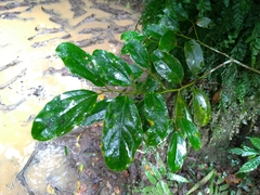 Cryptocarya chinensis
