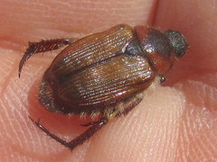 Strigoderma arbicola