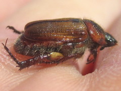 Strigoderma arbicola
