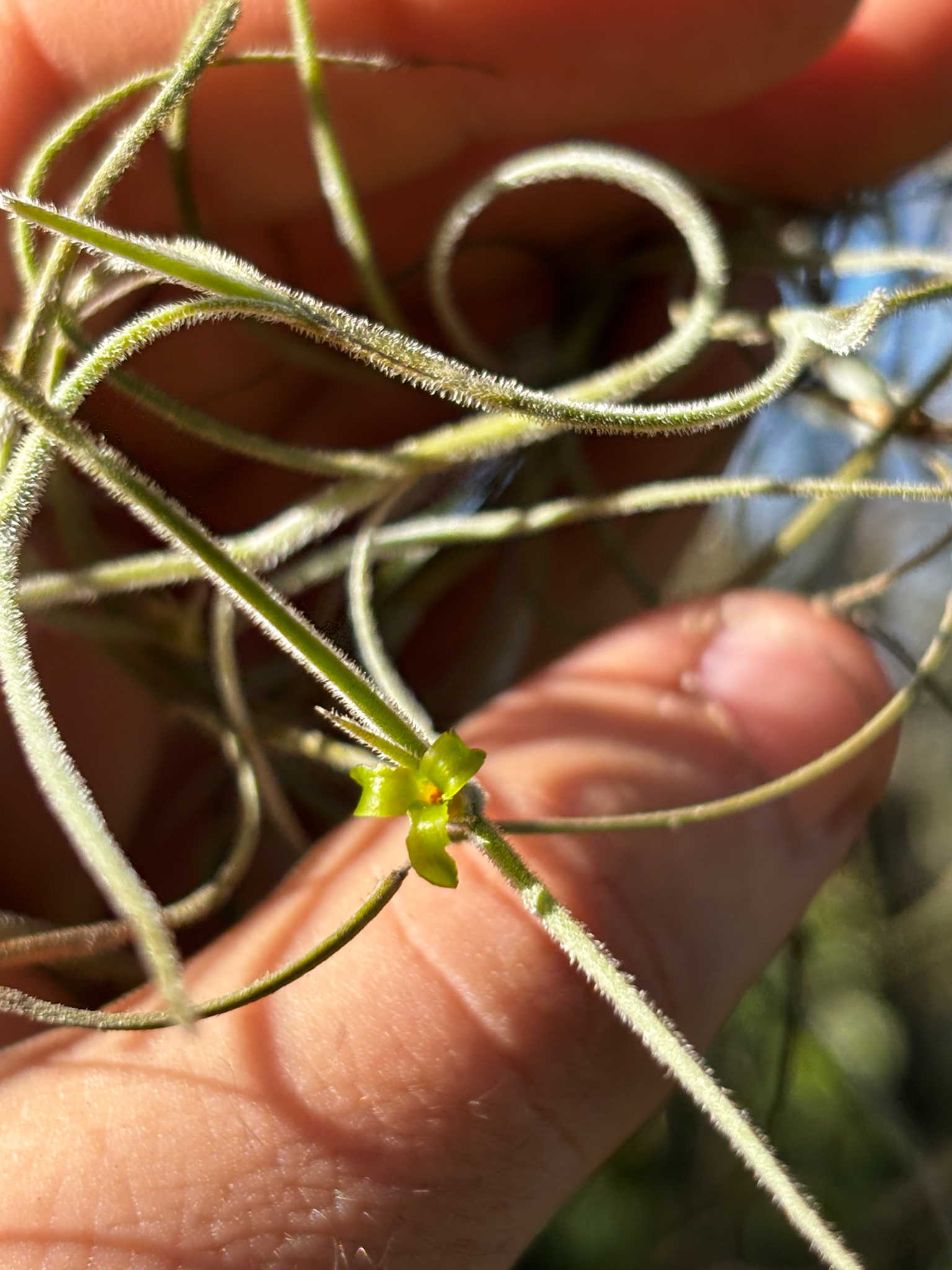 Tillandsia usneoides