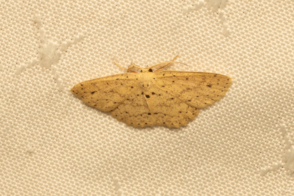 Perixera punctata