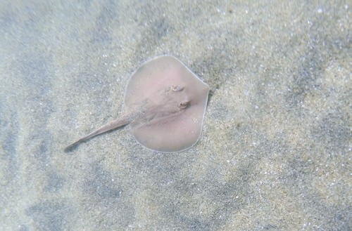 Dwarf Round Ray