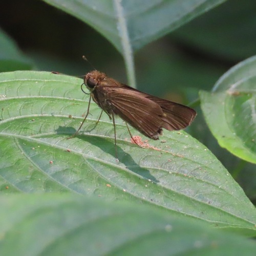 Purple-washed Skipper (Panoquina lucas)