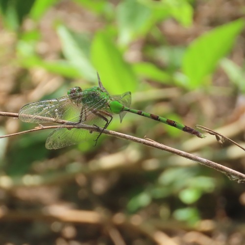 Great Pondhawk (Erythemis vesiculosa)