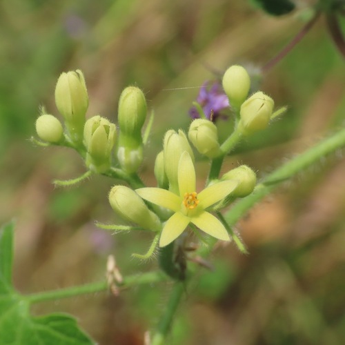 Chichicaste (Gronovia scandens)