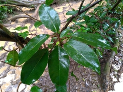 Hydrangea integrifolia
