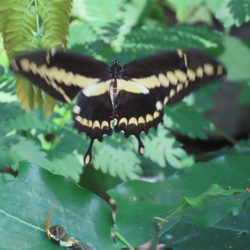 Western Giant Swallowtail (Heraclides rumiko)