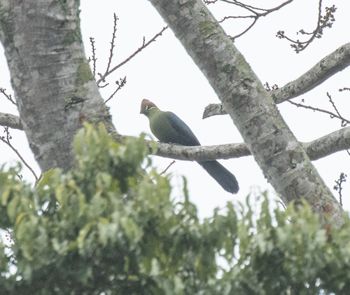 Fischer's Turaco (Tauraco fischeri), photo 9