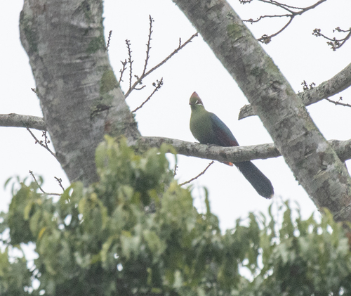 Fischer's Turaco (Tauraco fischeri), photo 10