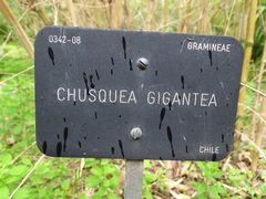 Chusquea gigantea