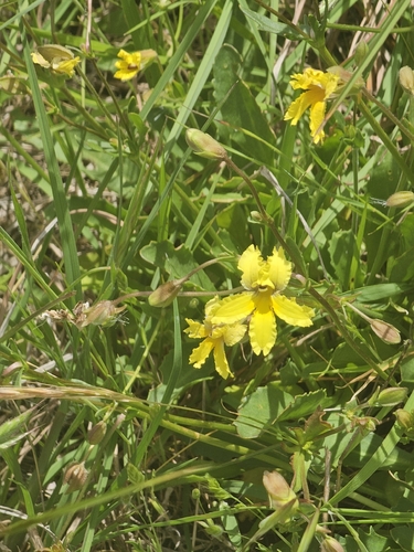 Spur Goodenia (Goodenia paradoxa)