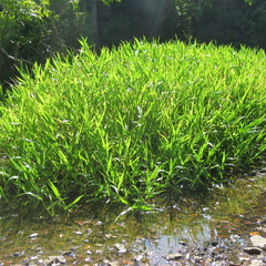 Hymenachne amplexicaulis