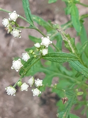 Parthenium hysterophorus