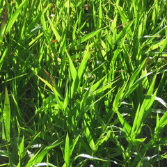 Hymenachne amplexicaulis