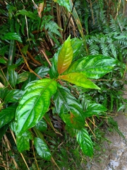 Ixoroideae