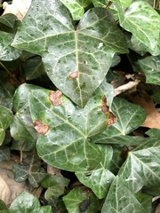 Colletotrichum trichellum