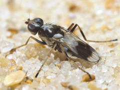 Apotropina ornatipennis